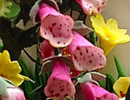 Picture of edible fox glove flowers