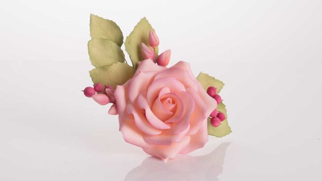 rapid rose
