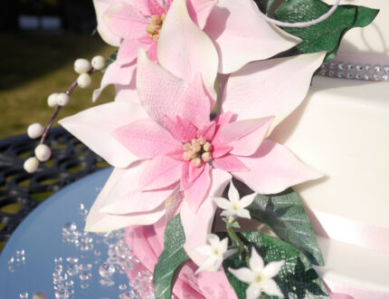 Close up edible poinsettia flower