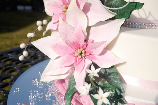 Close up edible poinsettia flower