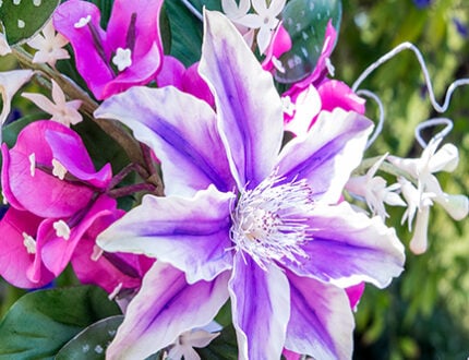 Clematis Wedding Cake ‘Nancy’