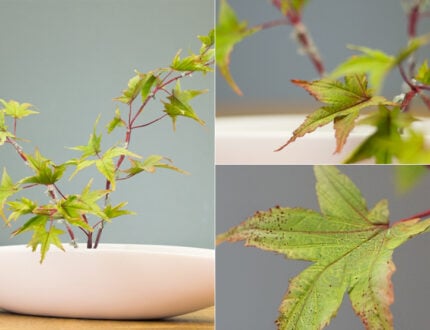 How To Make A Japanese Maple