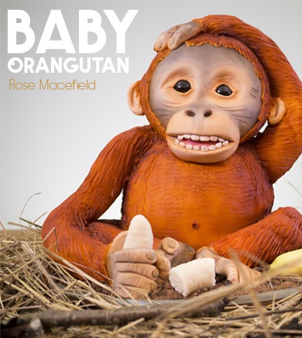 Baby Orangutan