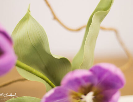 Close up of tulip leaves