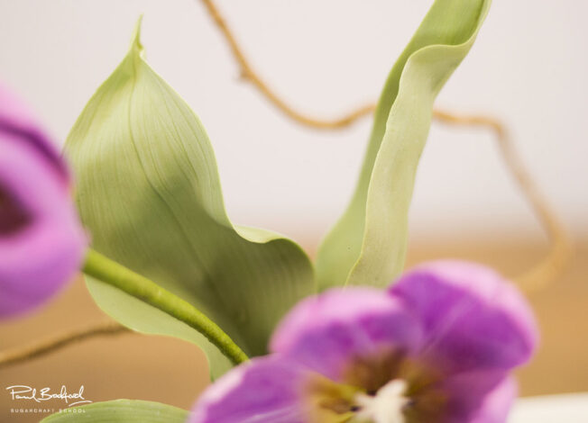 Close up of tulip leaves