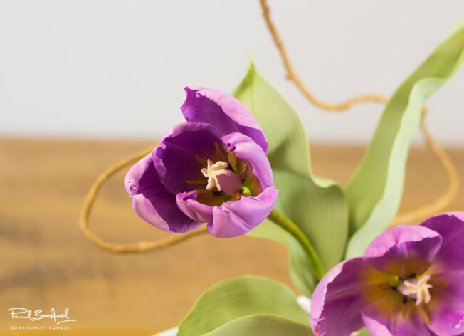 Close up of tulip