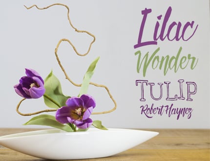 Lilac Wonder Tulip Sugar Flower