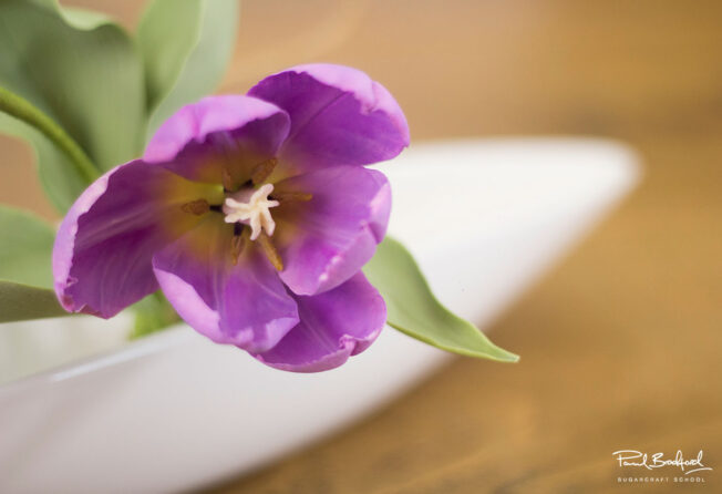 Close up of tulip