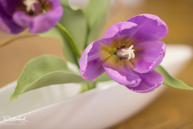 Close up of tulip