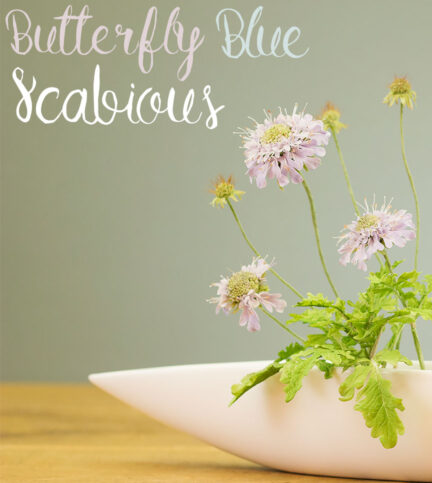 Butterfly Blue Scabious Sugar Flower