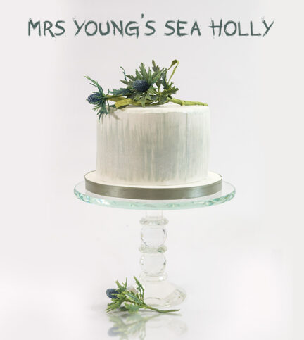 Mrs Young’s Sea Holly