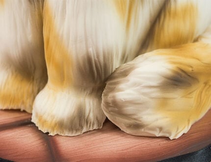 Close up of cats feet