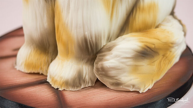 Close up of cats feet