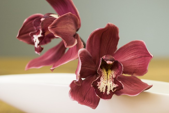 cymbidium-orchid