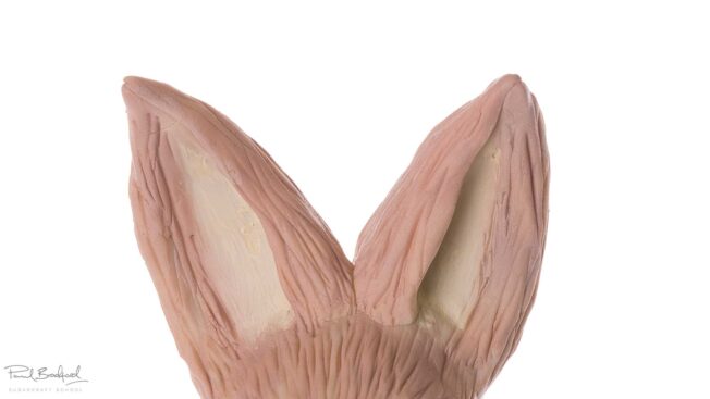 Wee-Henry-Rabbit-close-up-ears