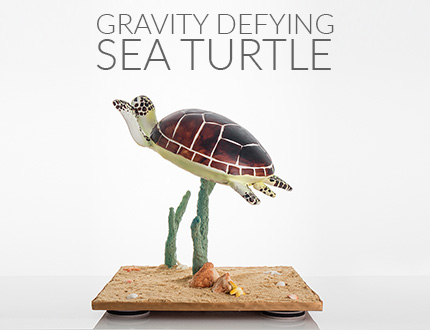 Gravity Defying Sea Turtle