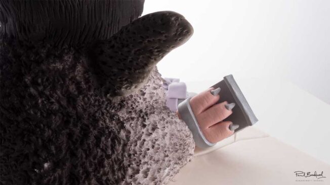 close up of penguin's feet