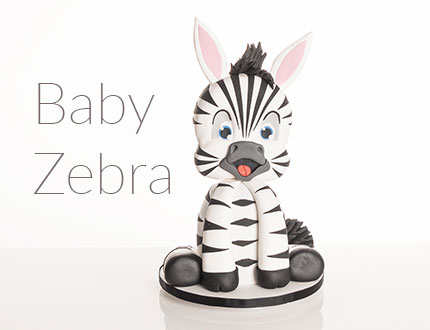 Baby Zebra