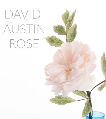David Austin rose