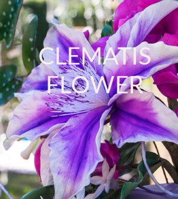 Clematis