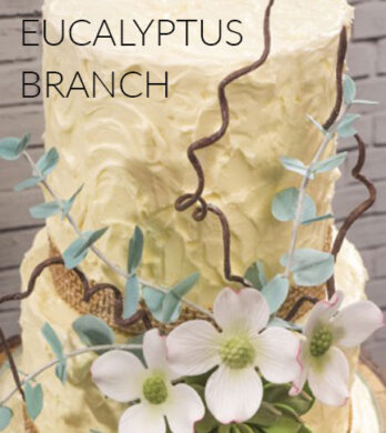Eucalyptus branch