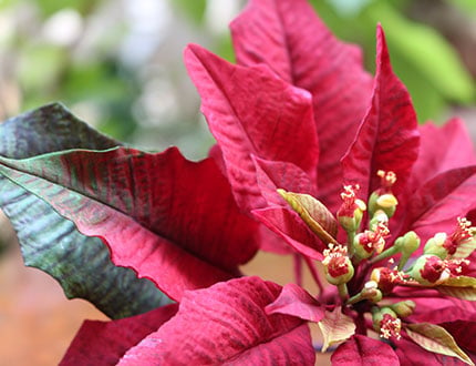 Red Poinsettia Sugar Flower