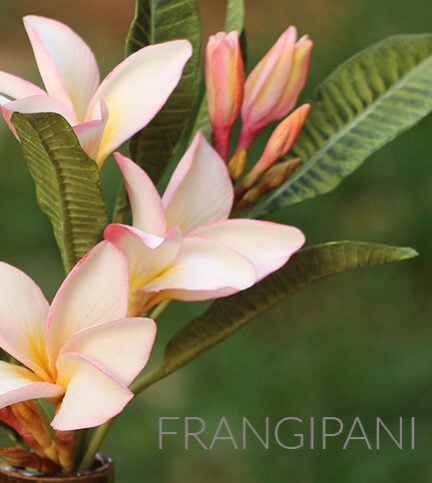Frangipani Sugar Flowers