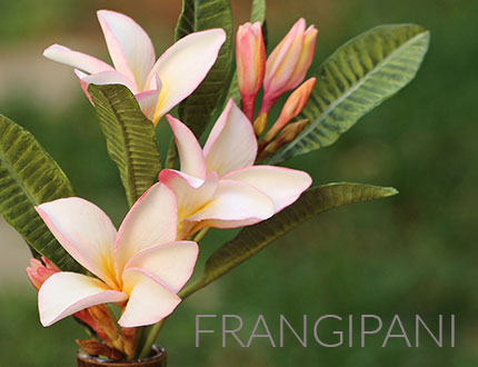 Frangipani Sugar Flowers