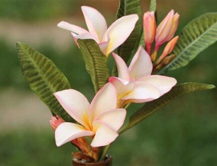frangipani sugar flowers cake tutorial