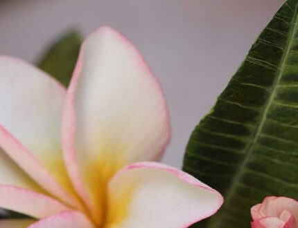 frangipani cake - frangipani sugar flowers