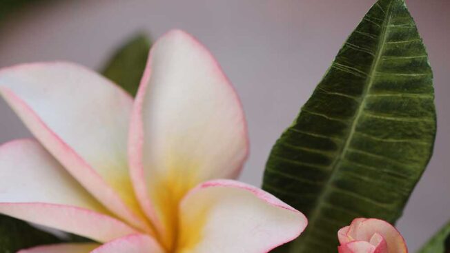 frangipani cake - frangipani sugar flowers