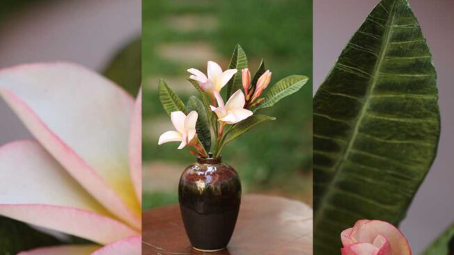 frangipani cake tutorial