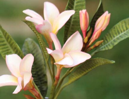 frangipani sugar flower cake tutorial