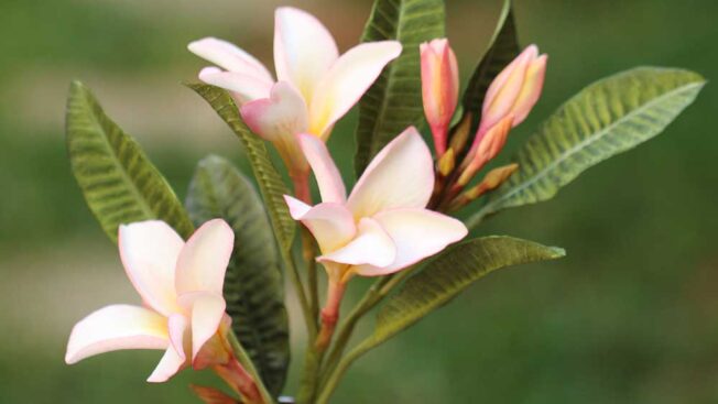 frangipani sugar flower cake tutorial