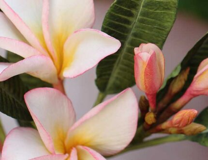 how to make frangipani sugar flowers