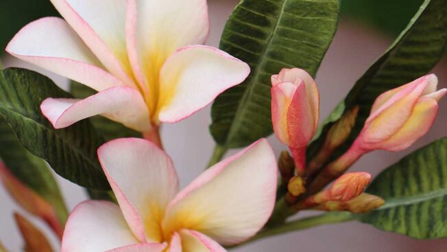 how to make frangipani sugar flowers