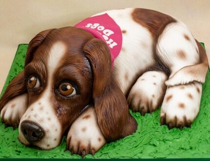 springer spaniel cake - cake of the month