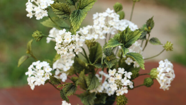 Lantana