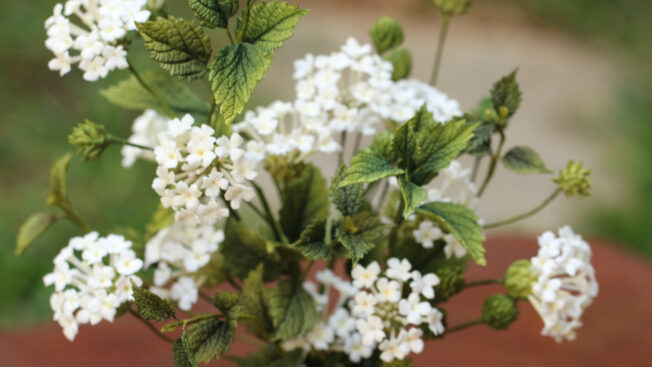 Lantana