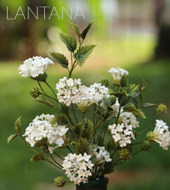 Lantana