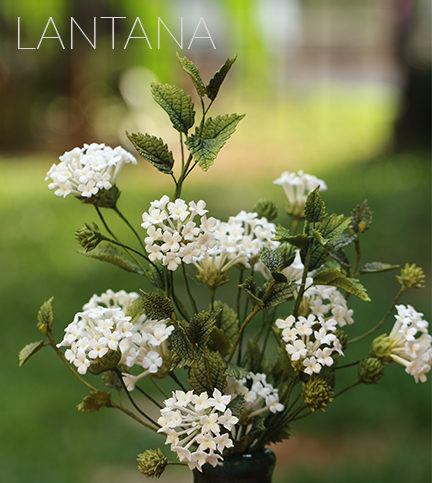 Lantana sugar flowers