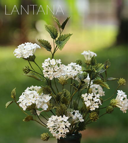 Lantana sugar flowers