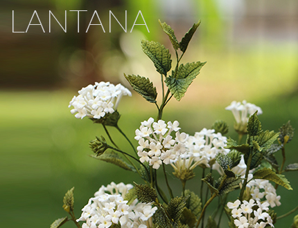 Lantana sugar flowers