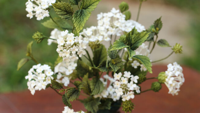 Lantana