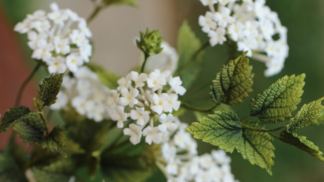Lantana