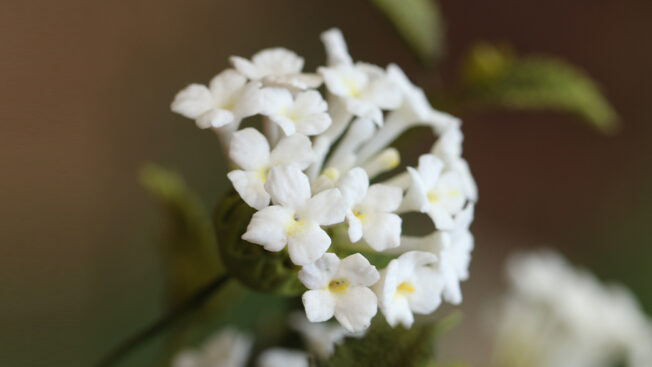 Lantana