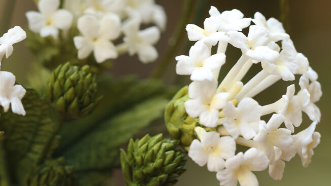 Lantana
