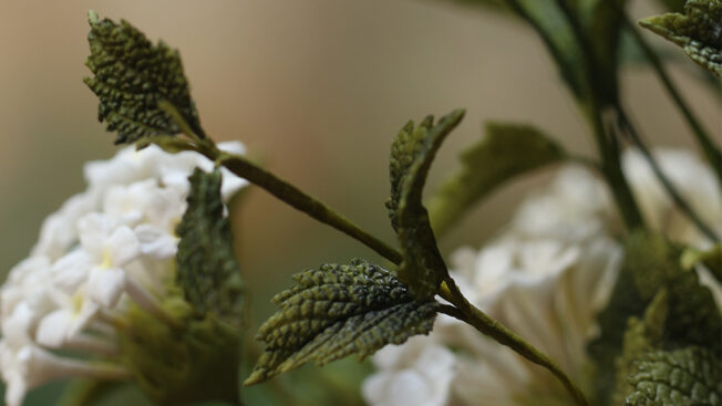 Lantana