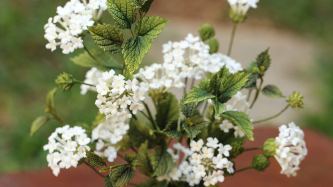 Lantana