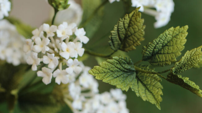 Lantana